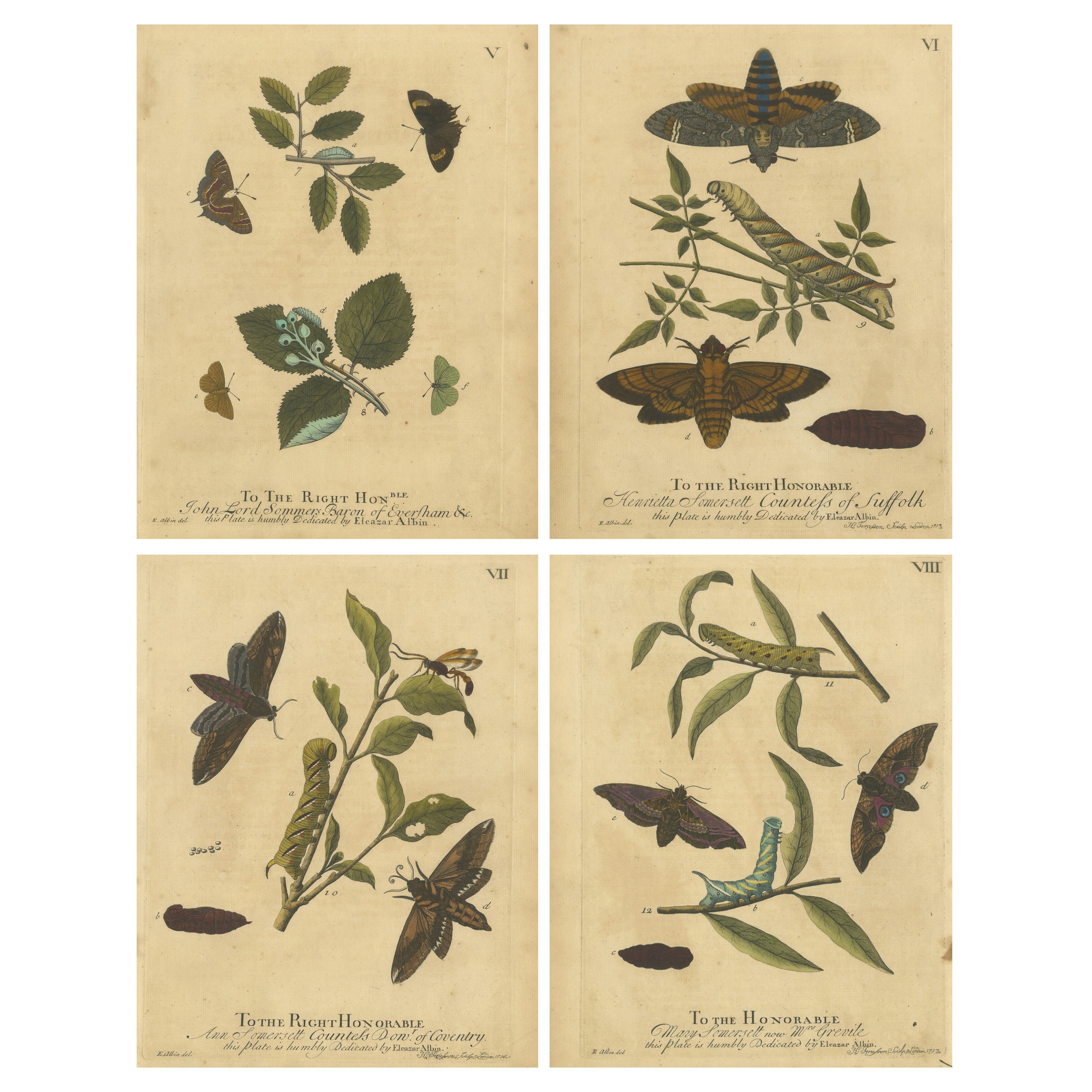 Early English Moths – Death’s-Head Hawk, Elephant Hawk, Albin 1720