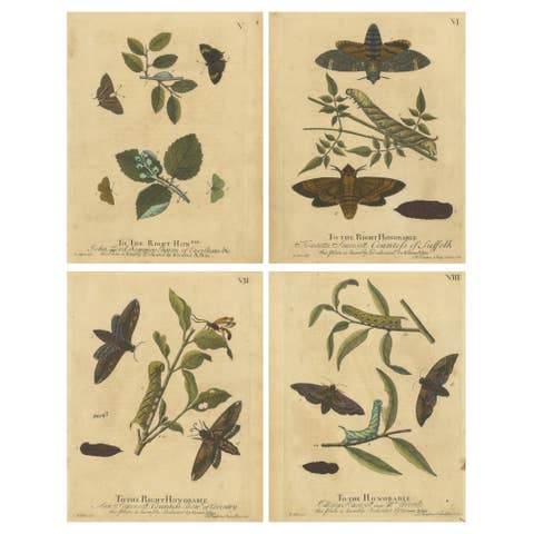 Early English Moths – Death’s-Head Hawk, Elephant Hawk, Albin 1720