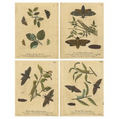 Early English Moths – Death’s-Head Hawk, Elephant Hawk, Albin 1720