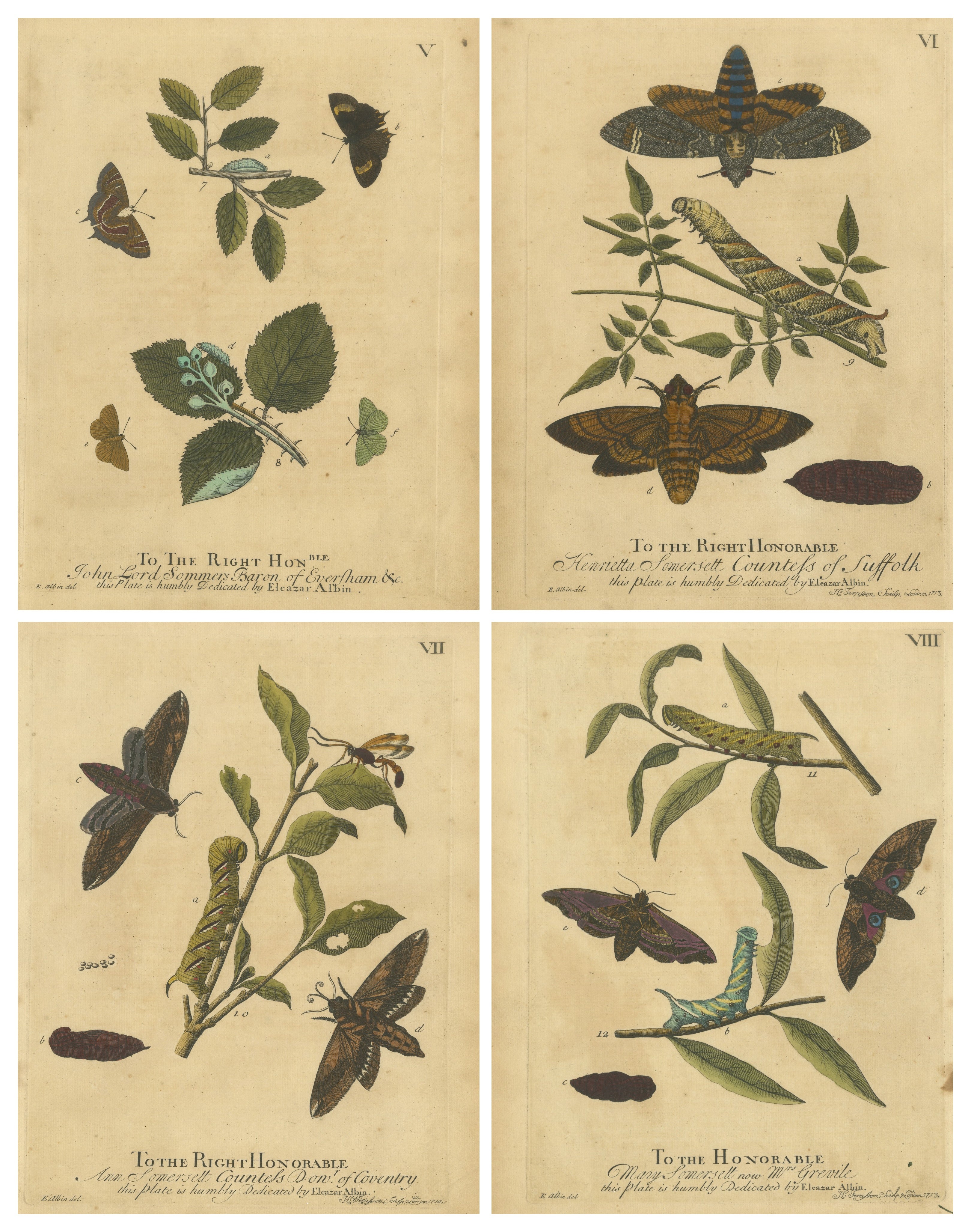 Early English Moths – Death’s-Head Hawk, Elephant Hawk, Albin 1720