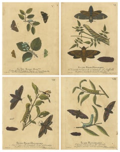 Early English Moths – Death’s-Head Hawk, Elephant Hawk, Albin 1720