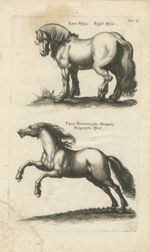 Early Frisian and Hungarian Horse Engraving by Jonstonus & Merian, 1650