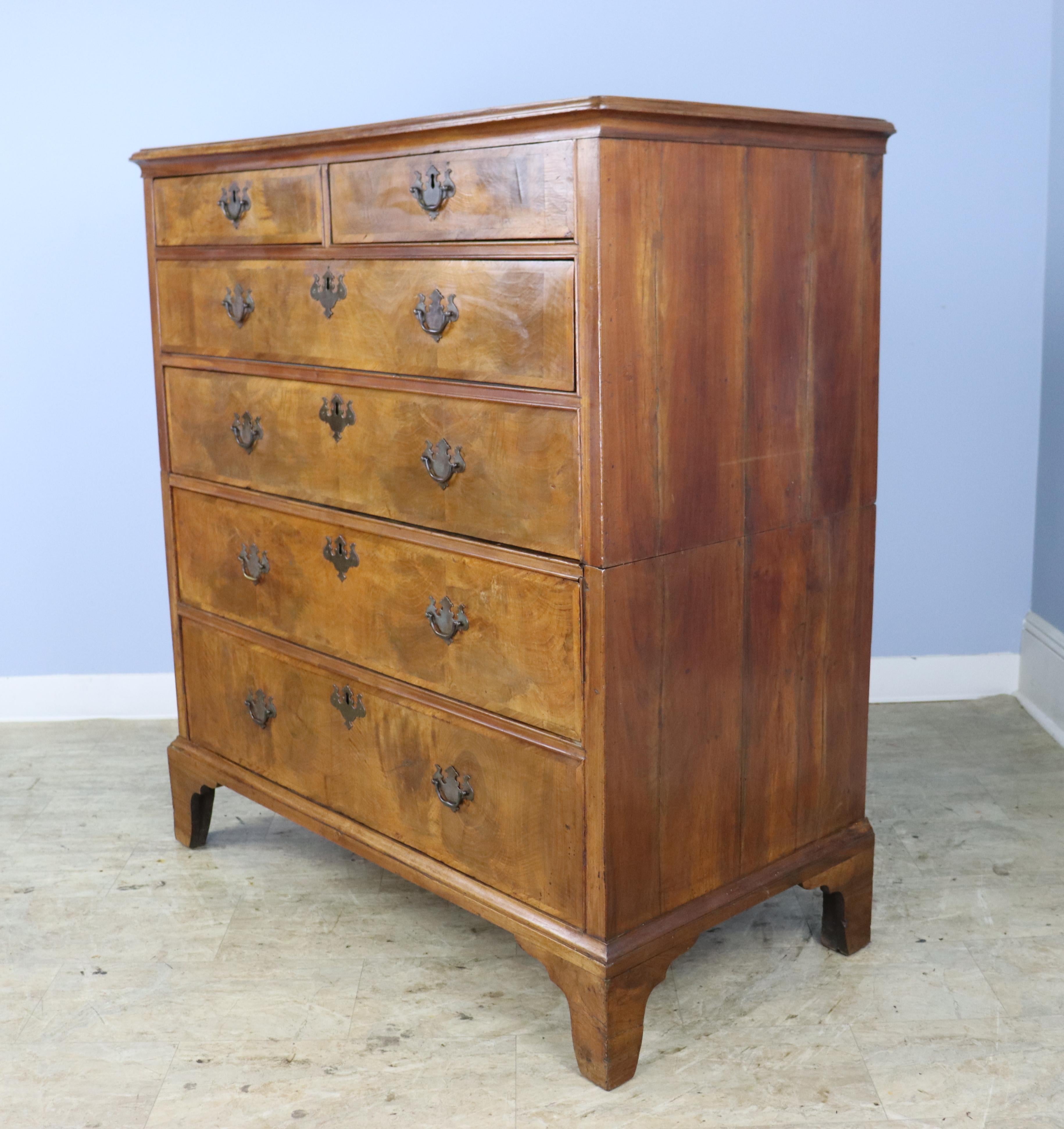 burr walnut chest of drawers