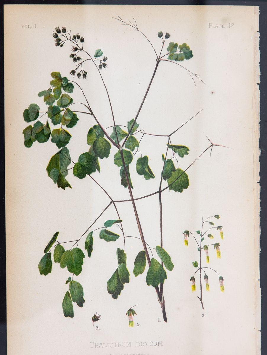 A color print of an Early Meadow-Rue on paper. This print captures the essence of the native to the US blooming plant of the northern landscape with delicate finesse. In this masterpiece, the vivid hues of the Early Meadow-Rue fern burst forth from