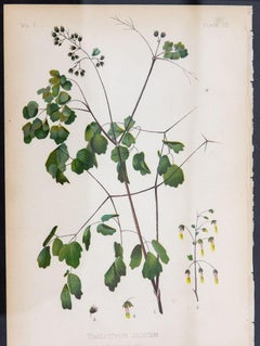 Early Meadow-Rue Fern Botanical Print on Paper, USA Early 20th C.