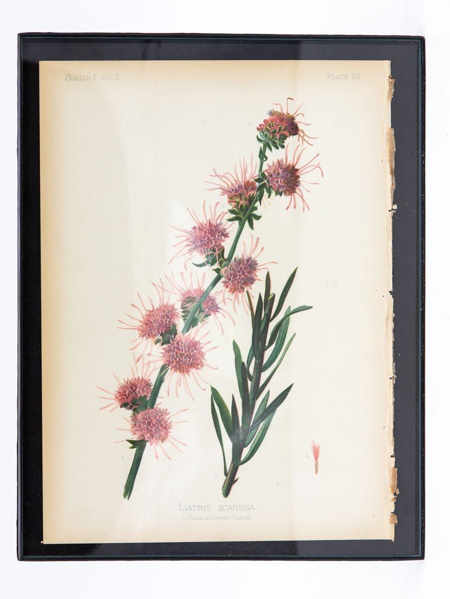Früher botanischer Meadow-Rue Fern-Druck auf Papier, USA, frühes 20. Jahrhundert. im Zustand „Gut“ im Angebot in South Salem, NY