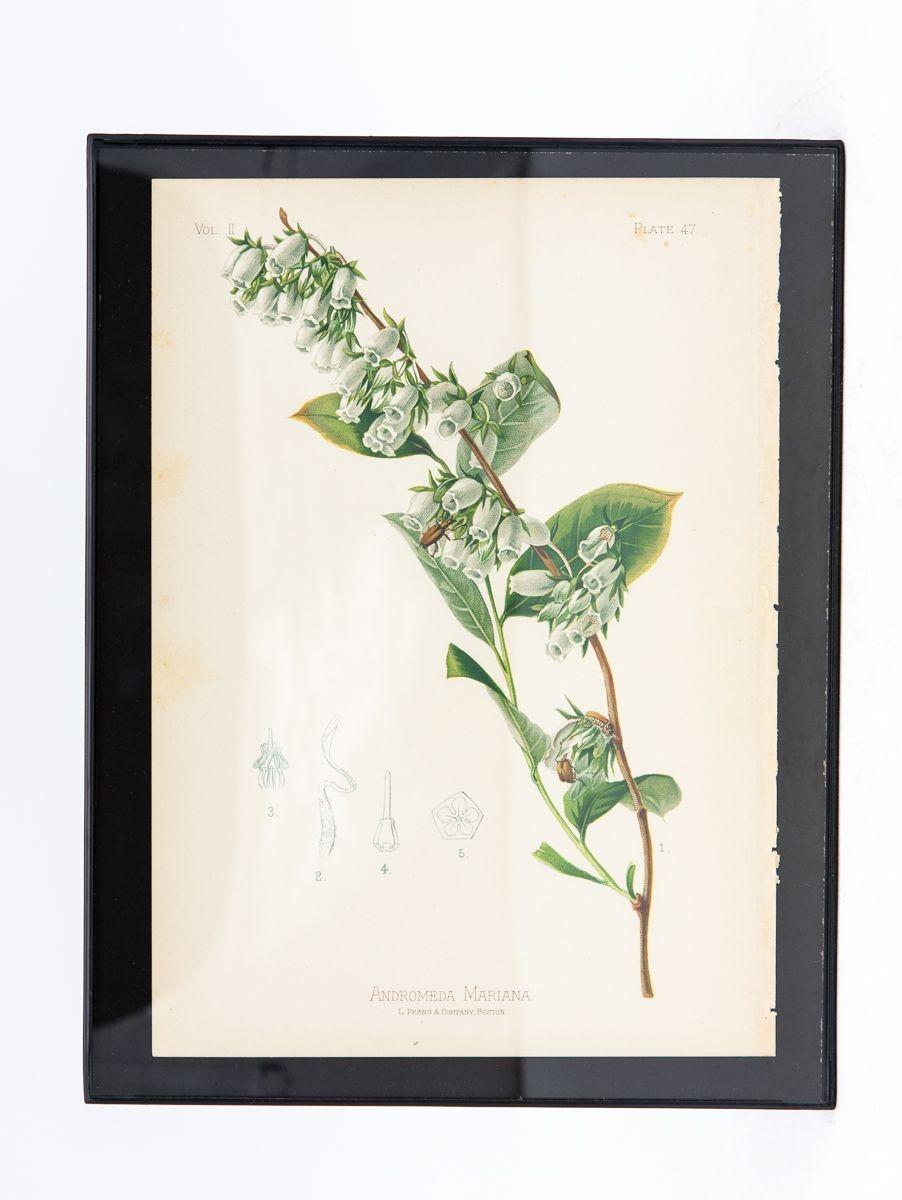 Früher botanischer Meadow-Rue Fern-Druck auf Papier, USA, frühes 20. Jahrhundert. im Angebot 2