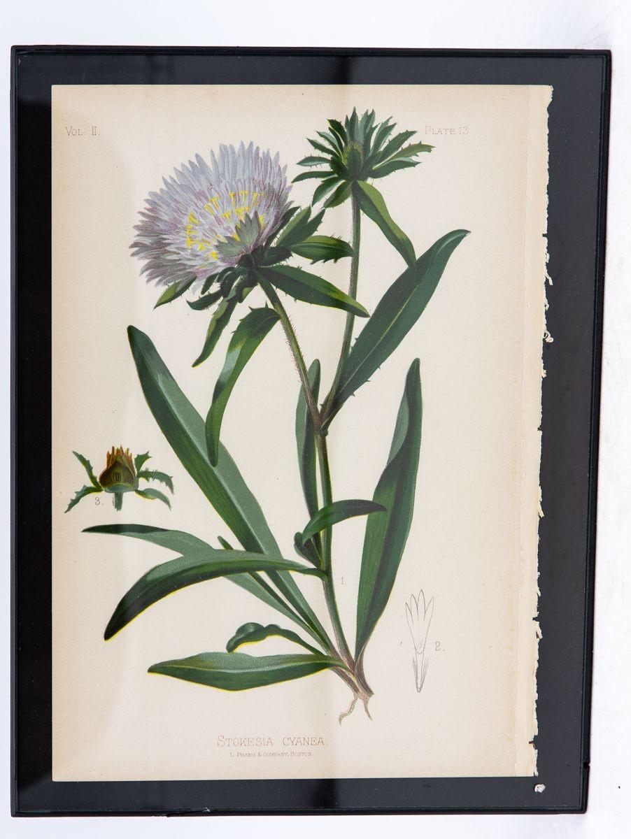 Früher botanischer Meadow-Rue Fern-Druck auf Papier, USA, frühes 20. Jahrhundert. im Angebot 3