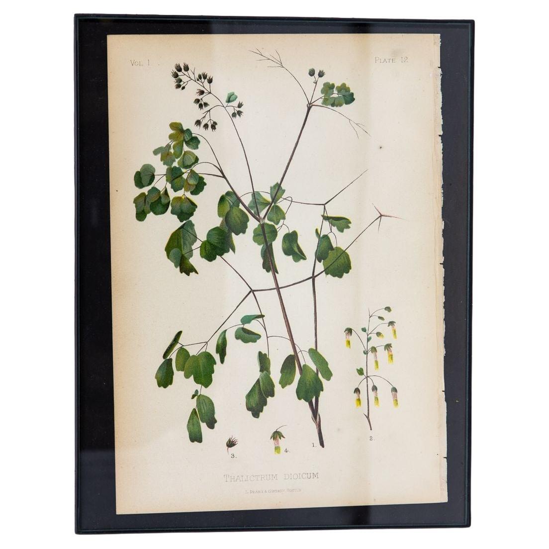 Early Meadow-Rue Fern Botanical Print on Paper, USA Early 20th C. For Sale
