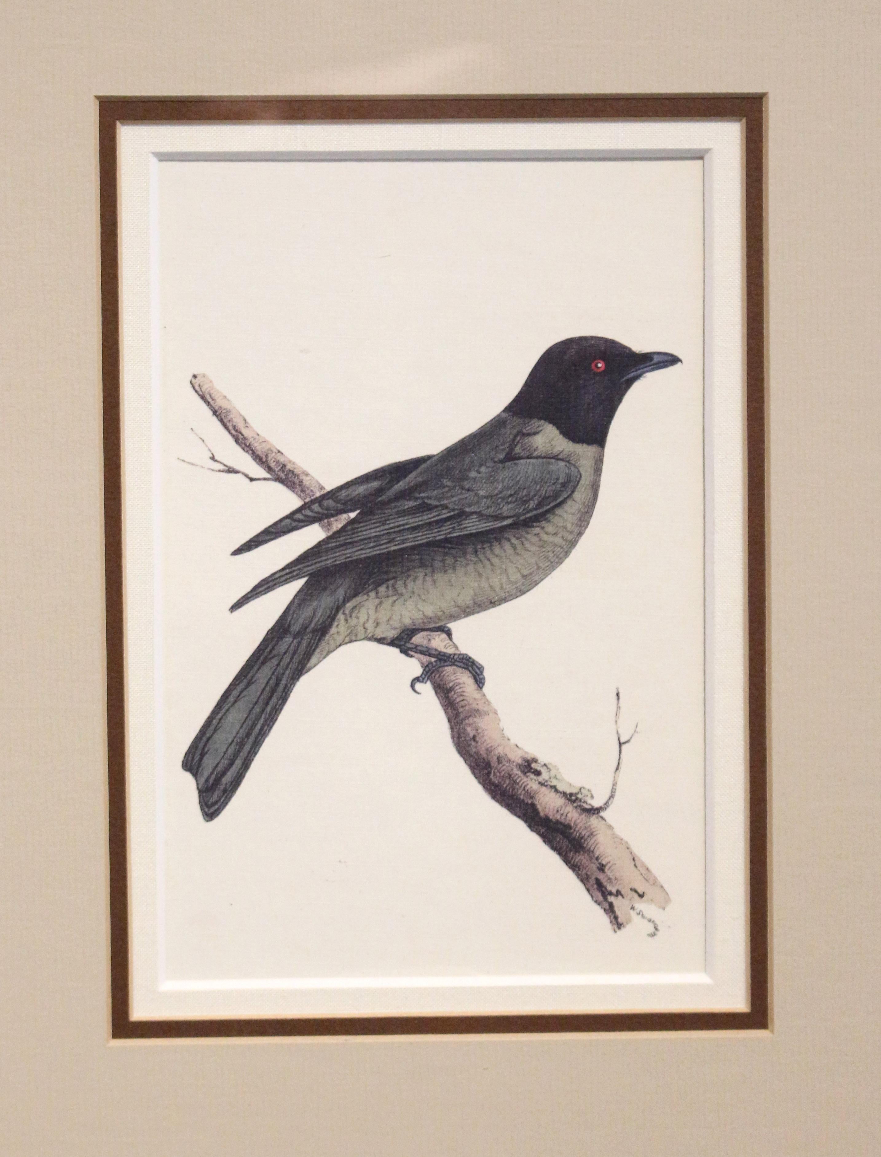 A likely early-mid 20th century lithograph print nicely framed of a black headed bird. Not examined outside of the frame. Good framing & mat. Signed in the print, not fully legible: W Swa. . . .  Sight: 4 5/8