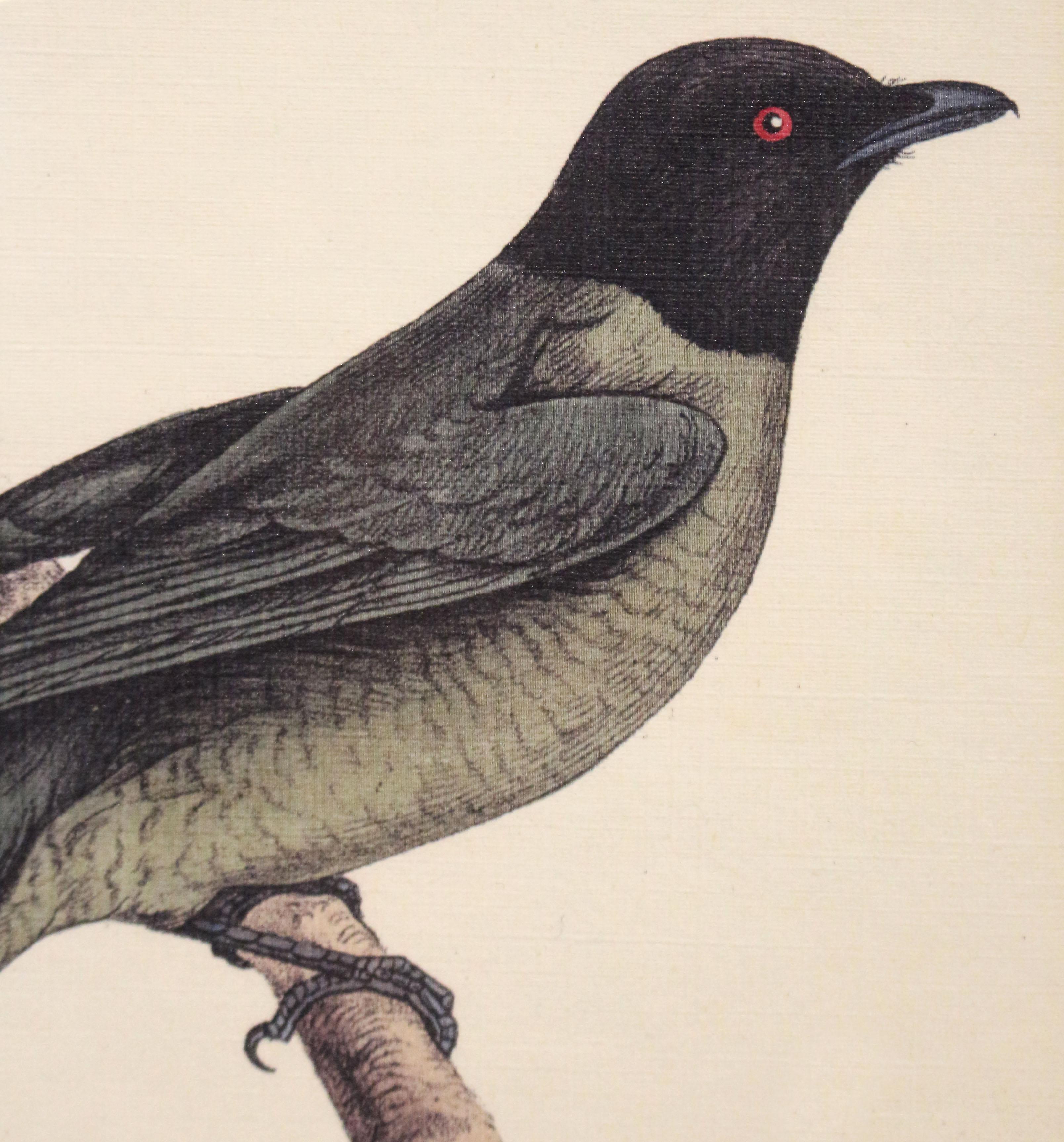 English Early-Mid 20th Century Framed Lithograph Print of a Black Headed Bird
