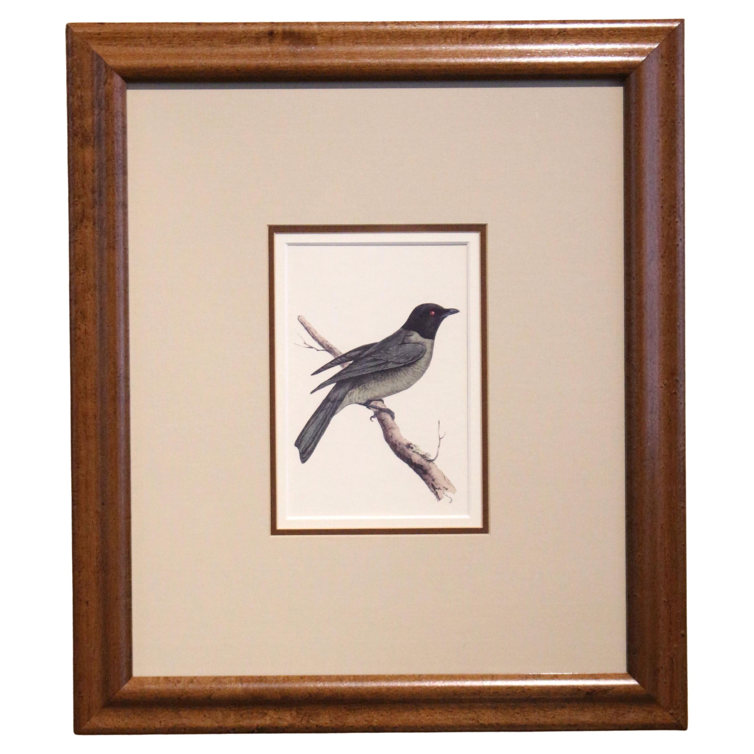 Early-Mid 20th Century Framed Lithograph Print of a Black Headed Bird For Sale