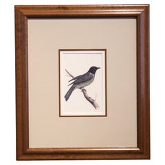 Gerahmter Lithographiedruck eines schwarzen Kopfes eines Vogels aus dem frühen 20. Jahrhundert