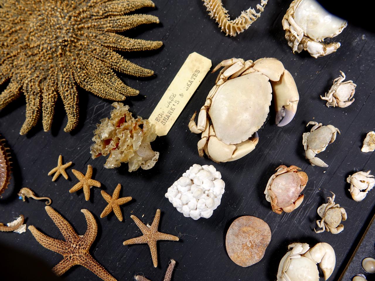 American Early Museum Collection of Shells, Starfish, Crabs, 3 Glass Cases