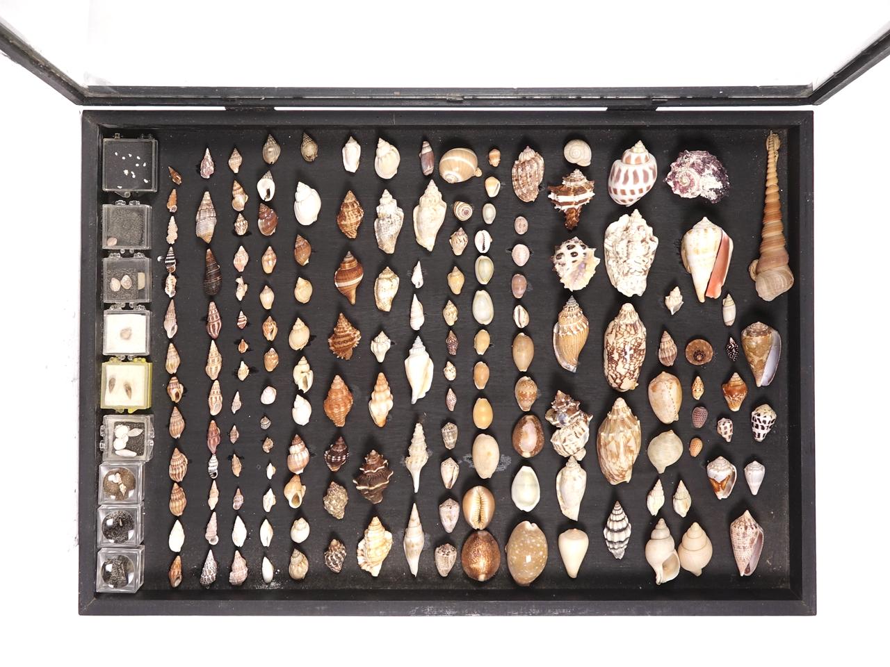 Early Museum Collection of Shells, Starfish, Crabs, 3 Glass Cases In Good Condition In Peekskill, NY