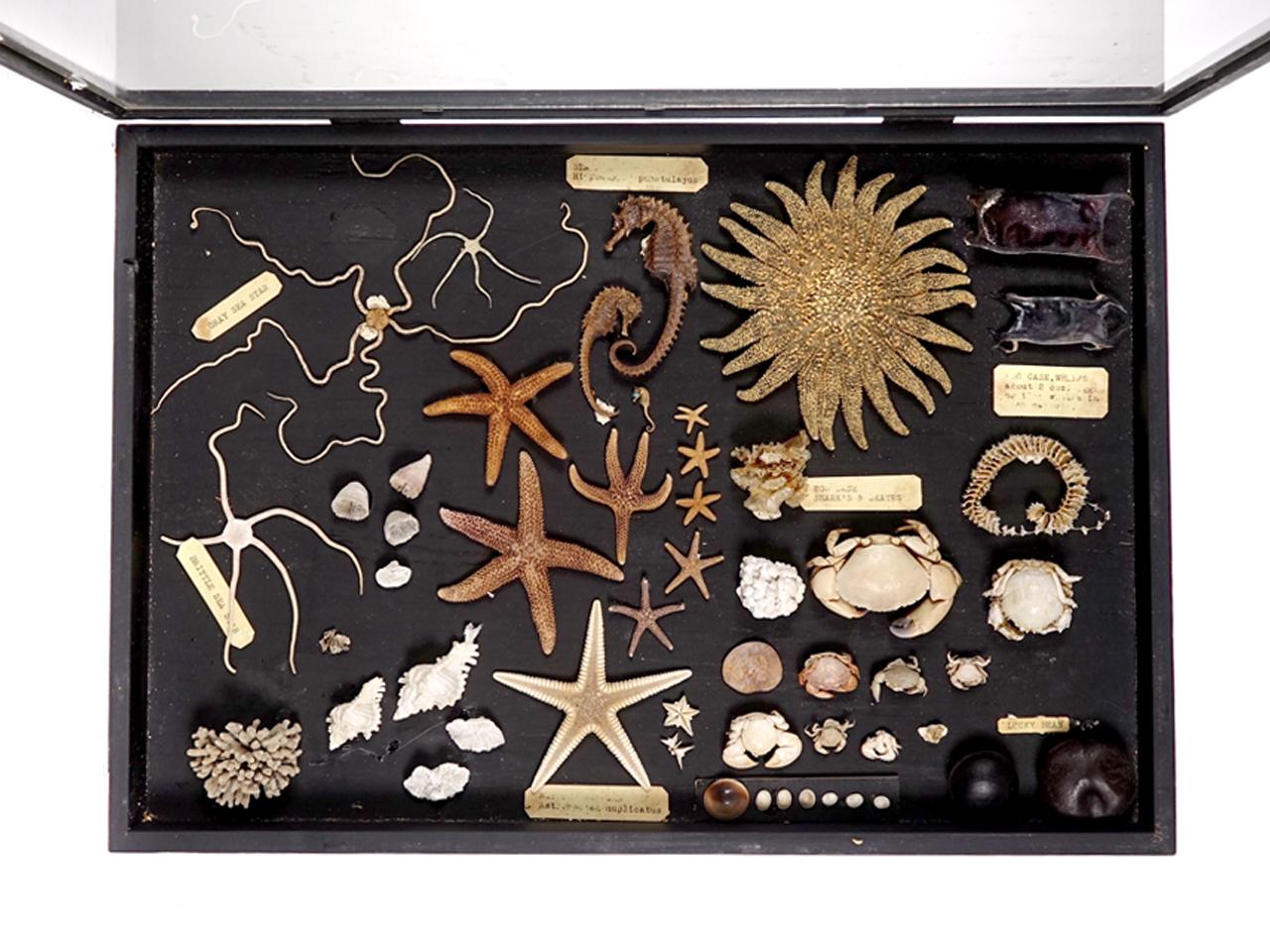 20th Century Early Museum Collection of Shells, Starfish, Crabs, 3 Glass Cases