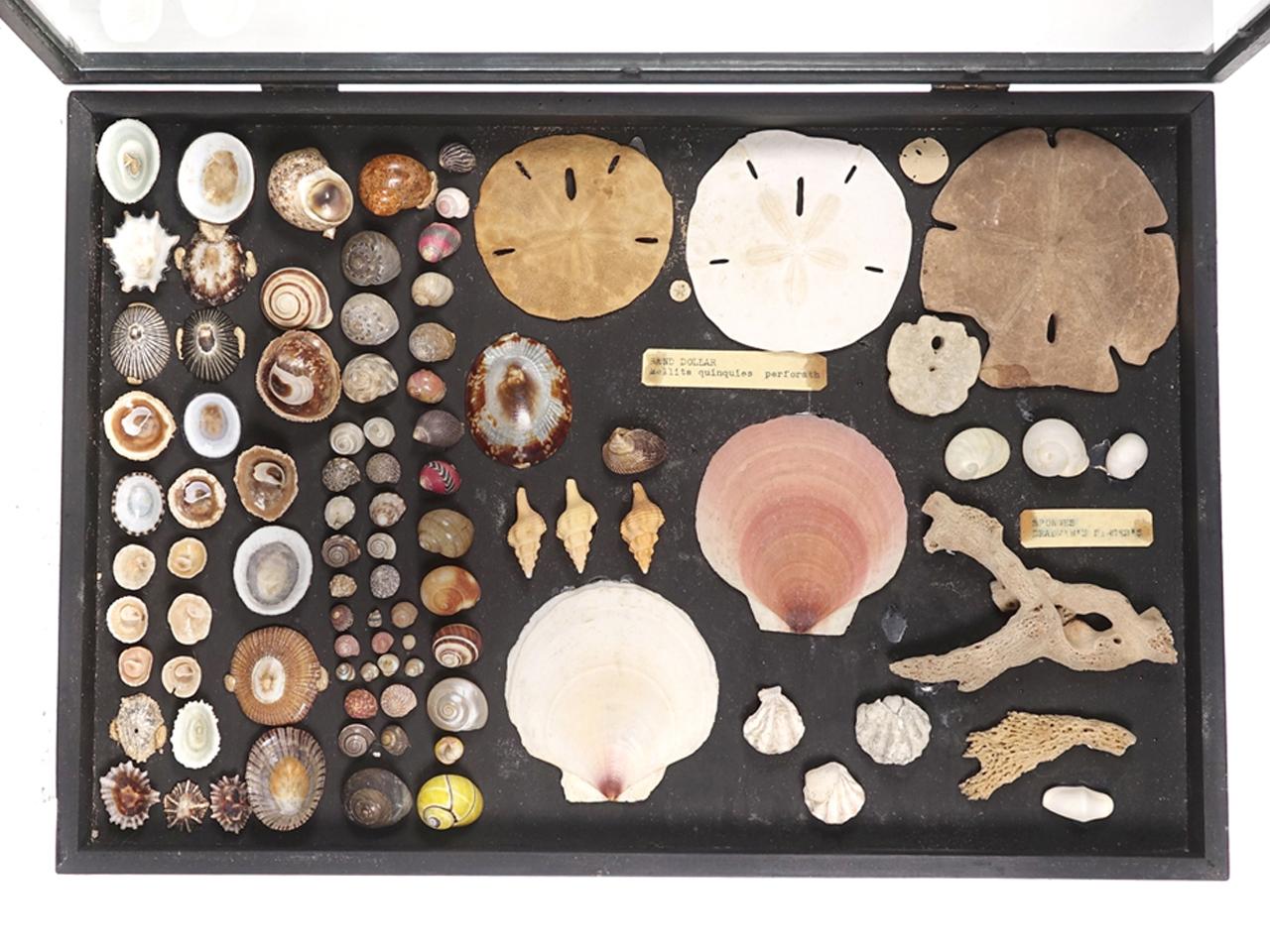 Early Museum Collection of Shells, Starfish, Crabs, 3 Glass Cases 1