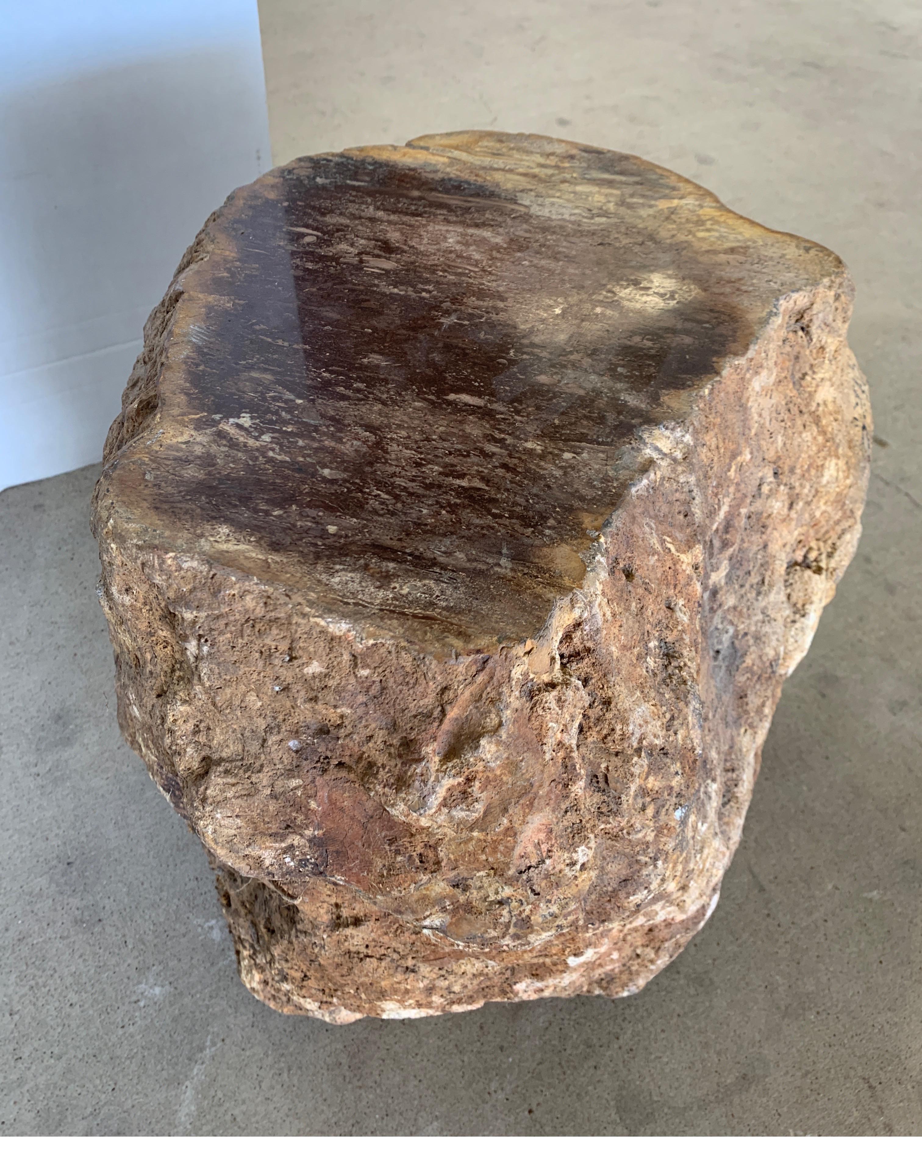 Early Petrified Wood from Madagascar 5