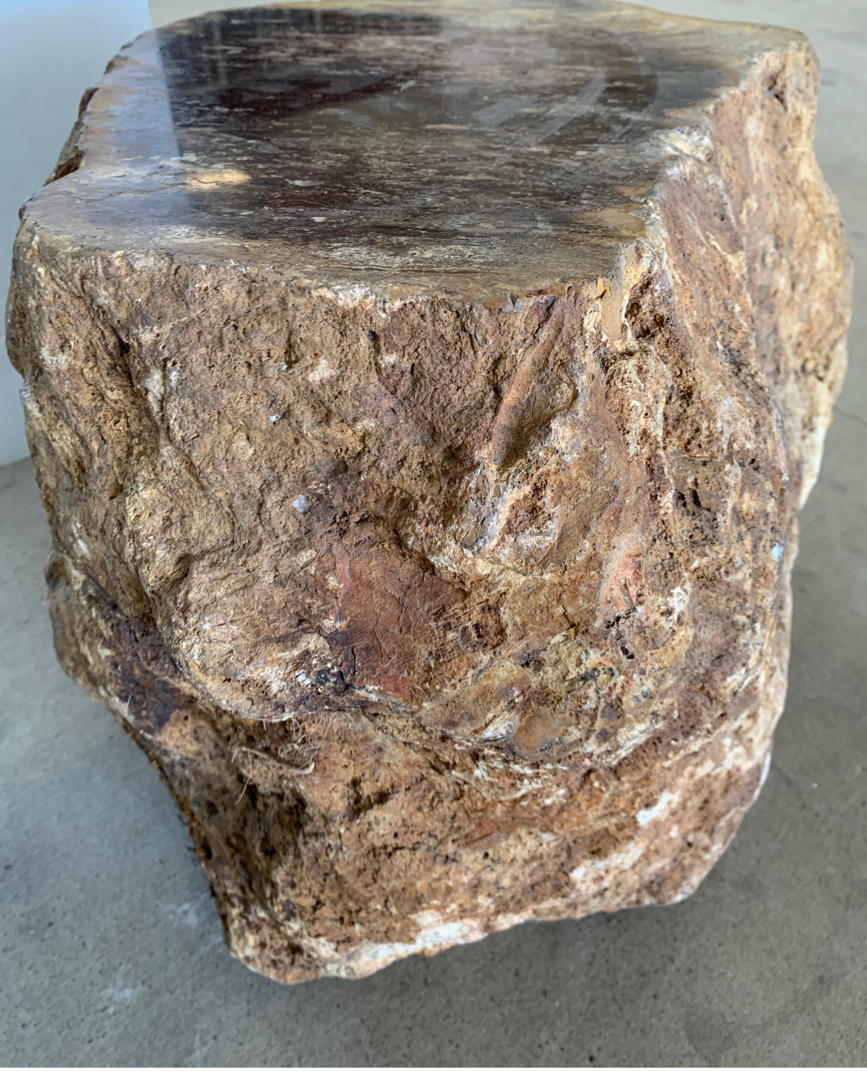 Early Petrified Wood from Madagascar 4