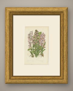 Early Purple Orchis, Antique British Orchid Plate by Anne Pratt, circa 1873