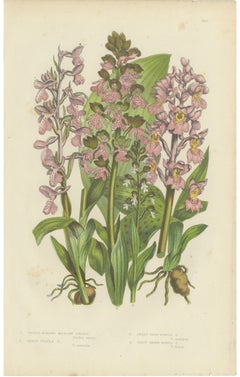 Early Purple Orchis, Antique British Orchid Plate by Anne Pratt, circa 1873
