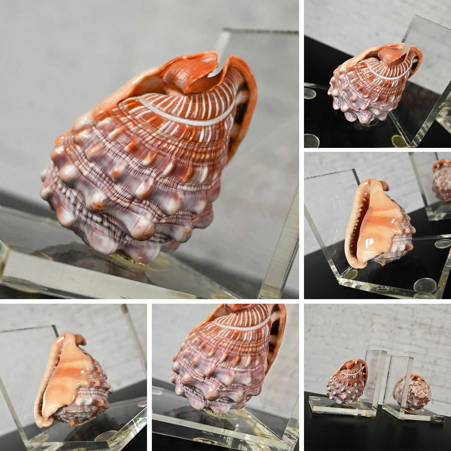 Early to Mid-20th Century Art Deco Conch Shell and Lucite Bookends 11