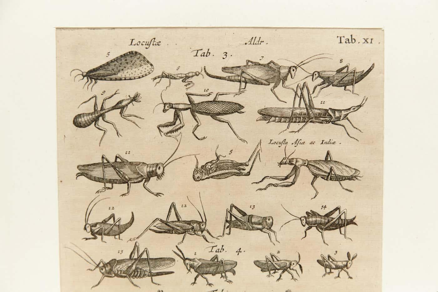 Early XXth Century French Engraving of Insects For Sale 4