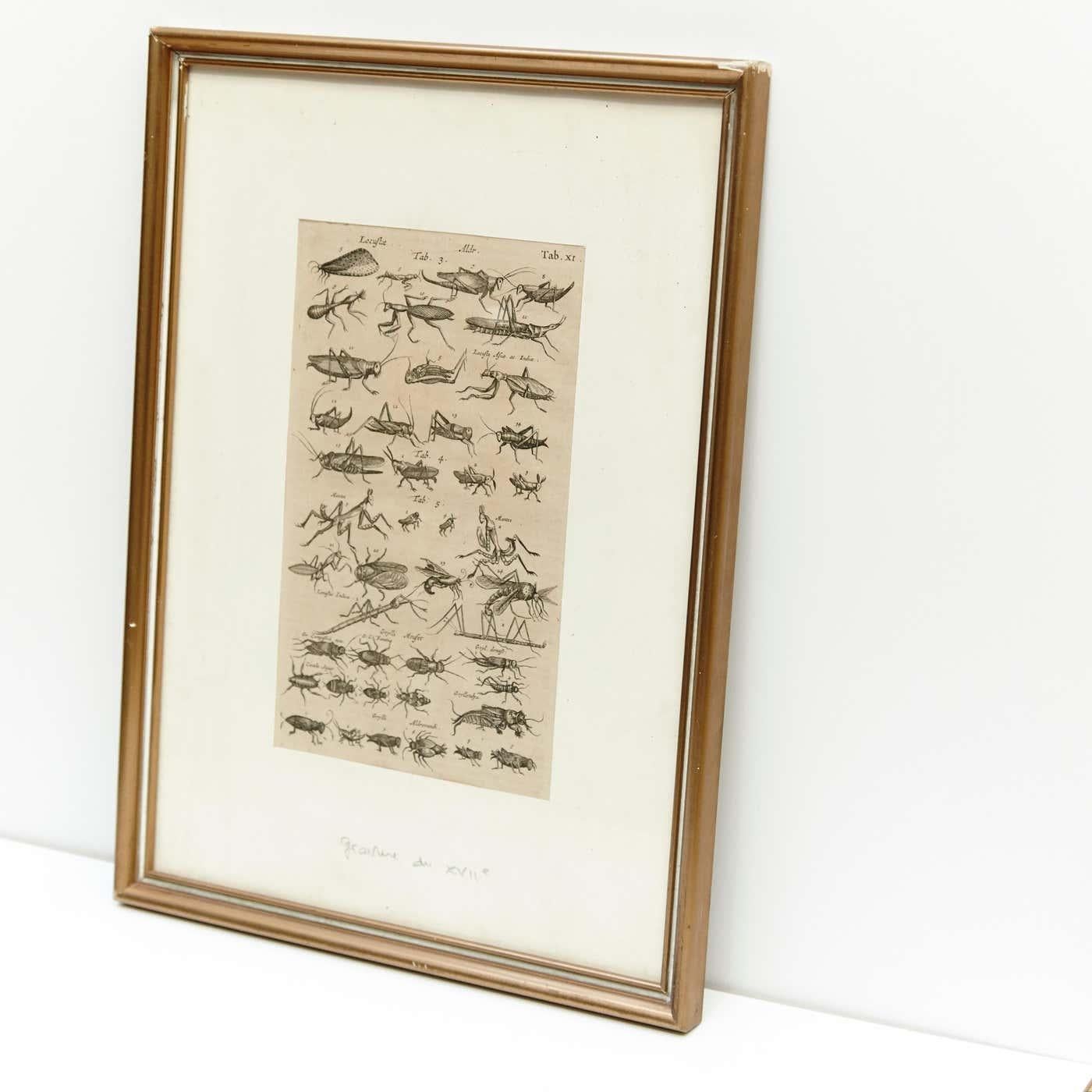 Mid-Century Modern Early XXth Century French Engraving of Insects For Sale