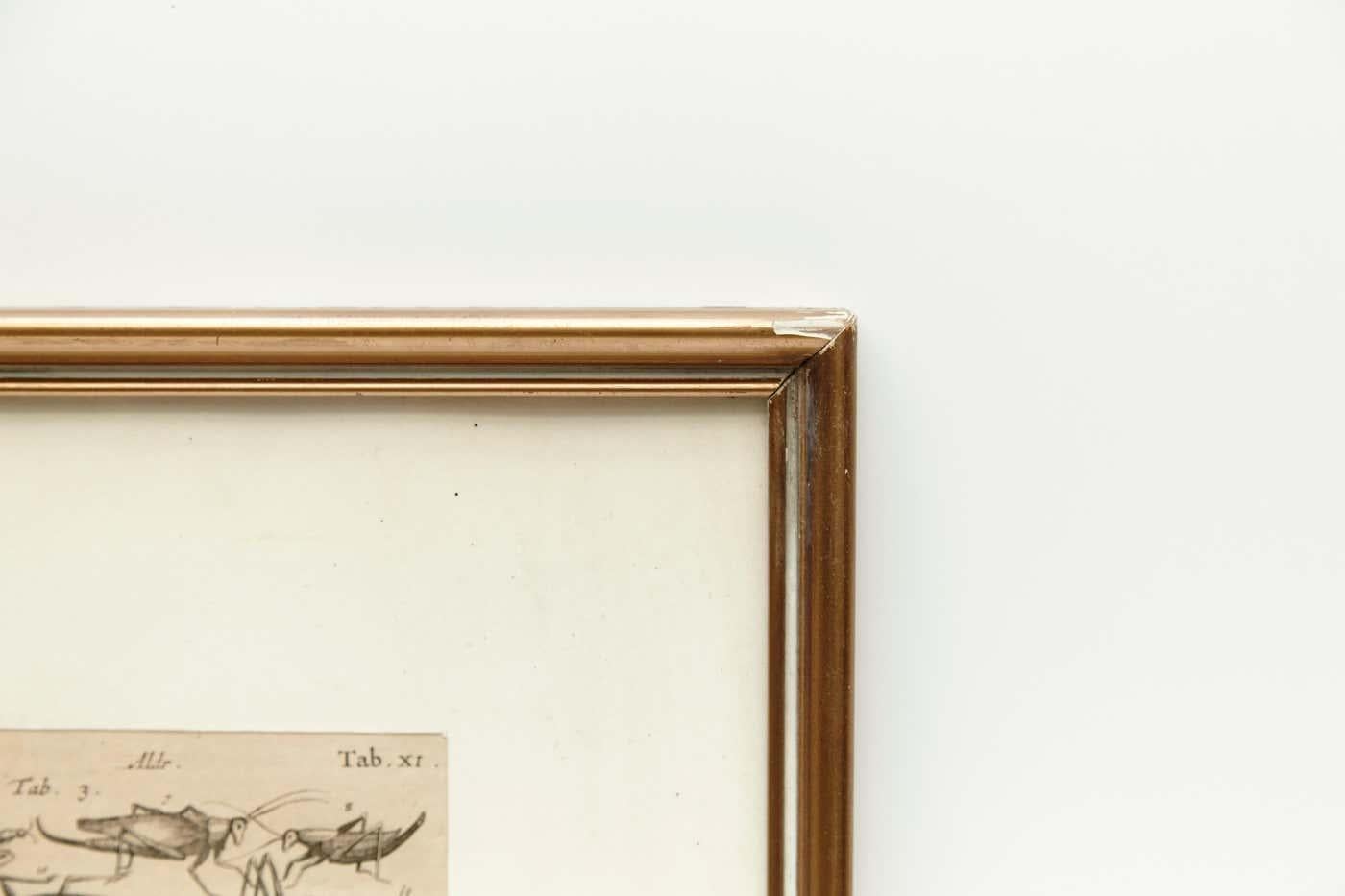 Französische Gravur von Insekten aus dem frühen XX. Jahrhundert im Zustand „Relativ gut“ im Angebot in Barcelona, ES