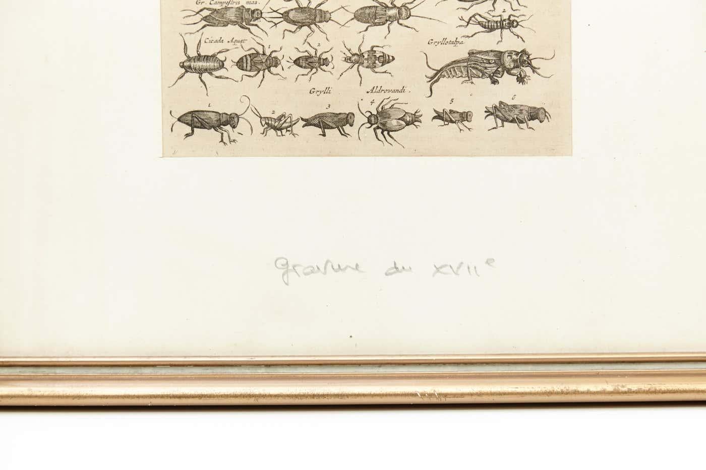 Paper Early XXth Century French Engraving of Insects For Sale