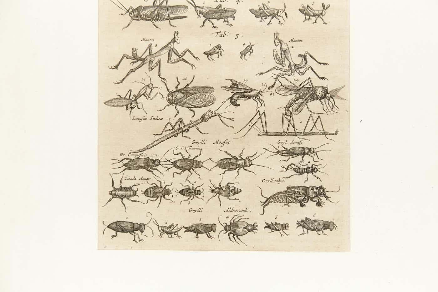 Early XXth Century French Engraving of Insects For Sale 1