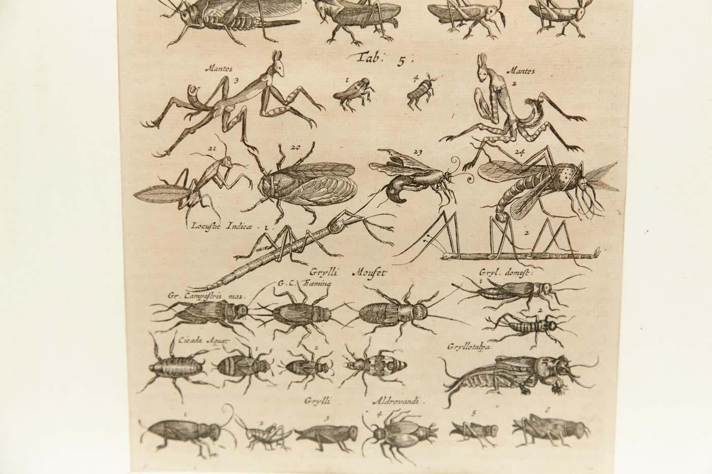 Early XXth Century French Engraving of Insects For Sale 2