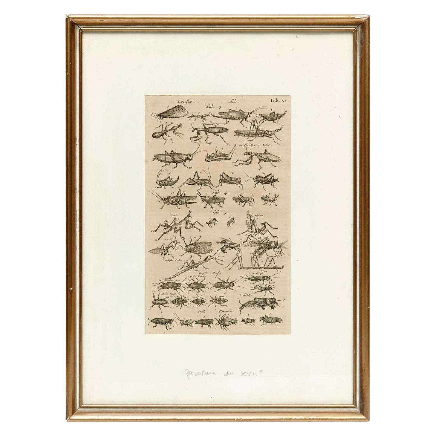 Early XXth Century French Engraving of Insects For Sale