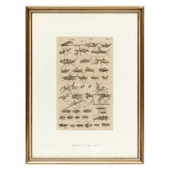 Vintage Early XXth Century French Engraving of Insects
