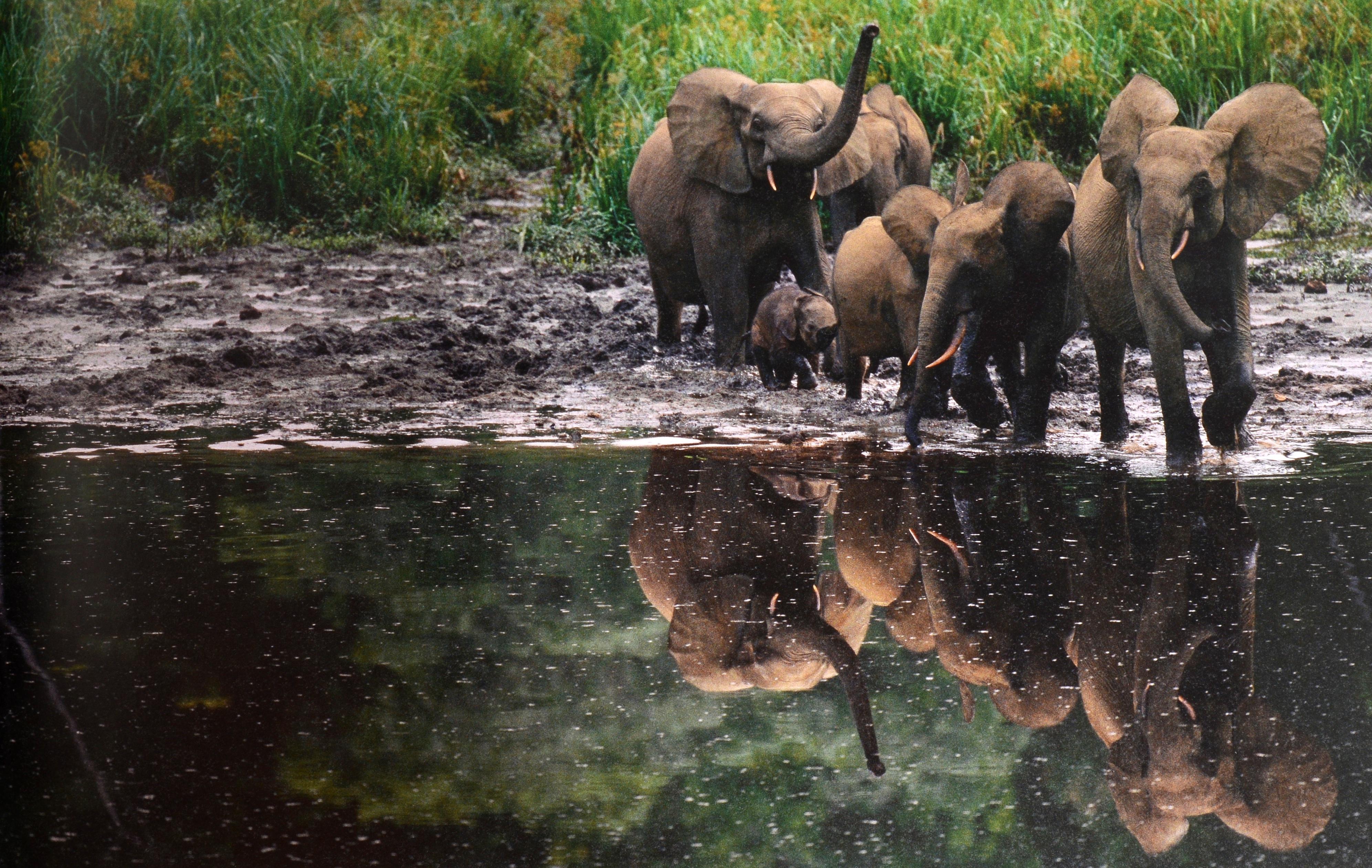 American Earth to Sky: Among Africa's Elephants, a Species in Crisis by Michael Nichols For Sale