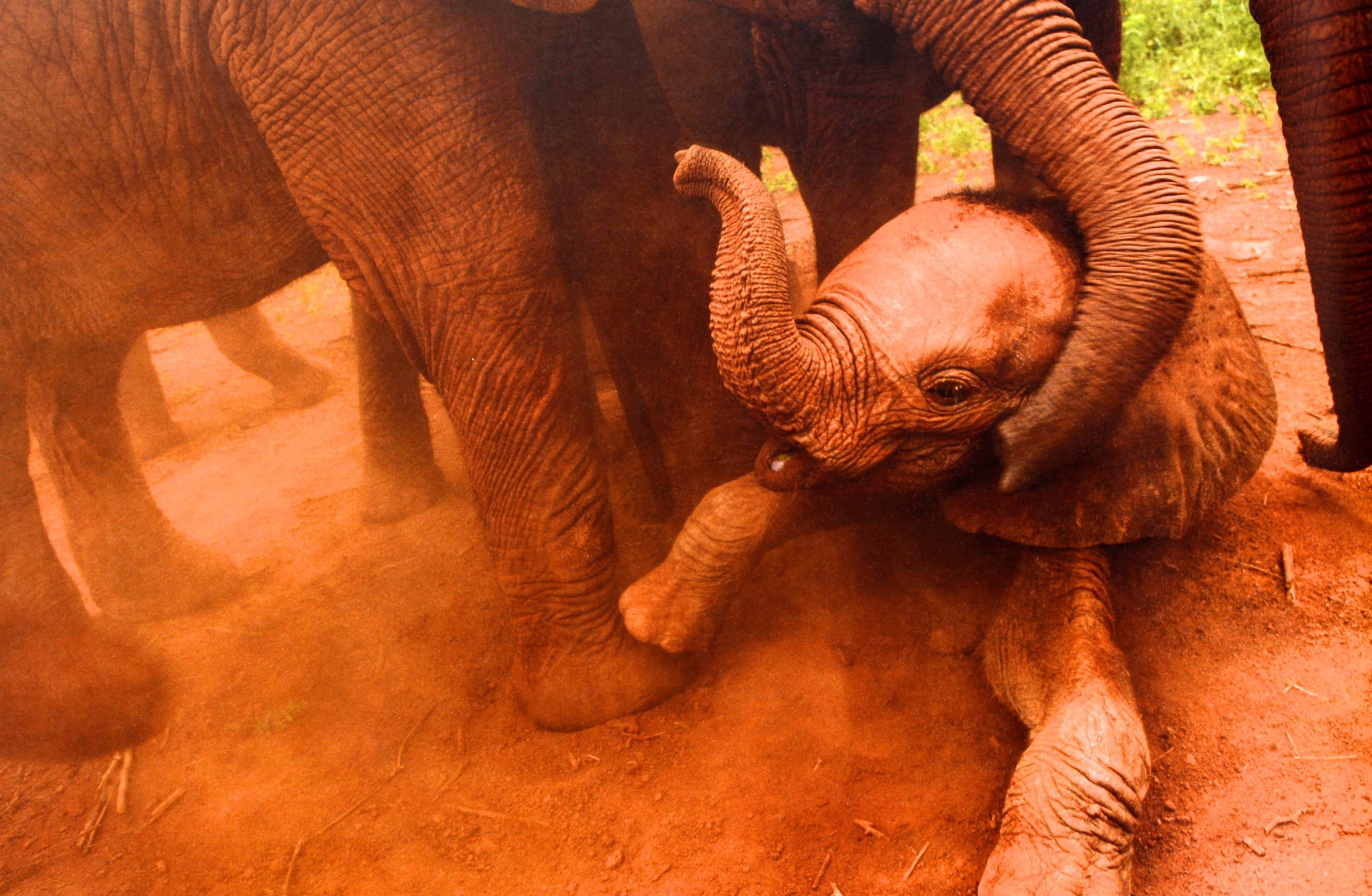 Earth to Sky: Among Africa's Elephants, a Species in Crisis von Michael Nichols (21. Jahrhundert und zeitgenössisch) im Angebot