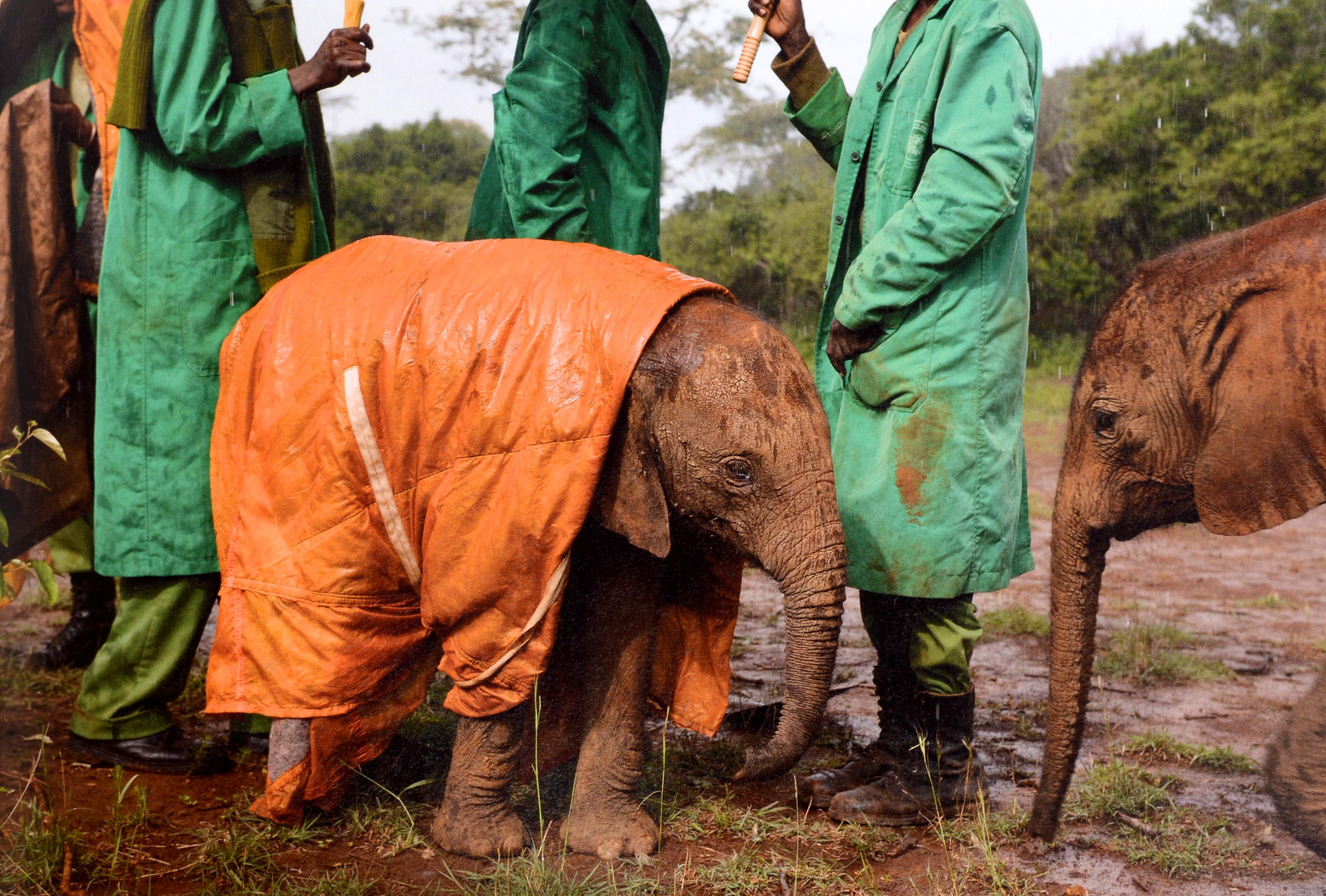 Paper Earth to Sky: Among Africa's Elephants, a Species in Crisis by Michael Nichols For Sale