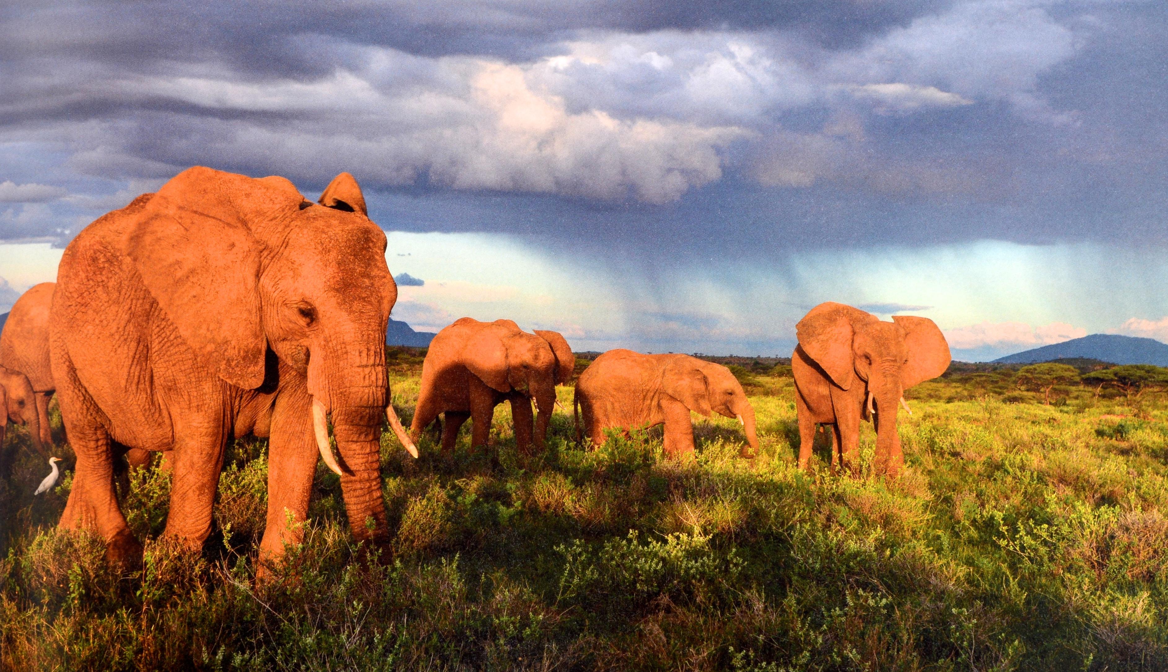 Earth to Sky: Among Africa's Elephants, a Species in Crisis von Michael Nichols im Angebot 2