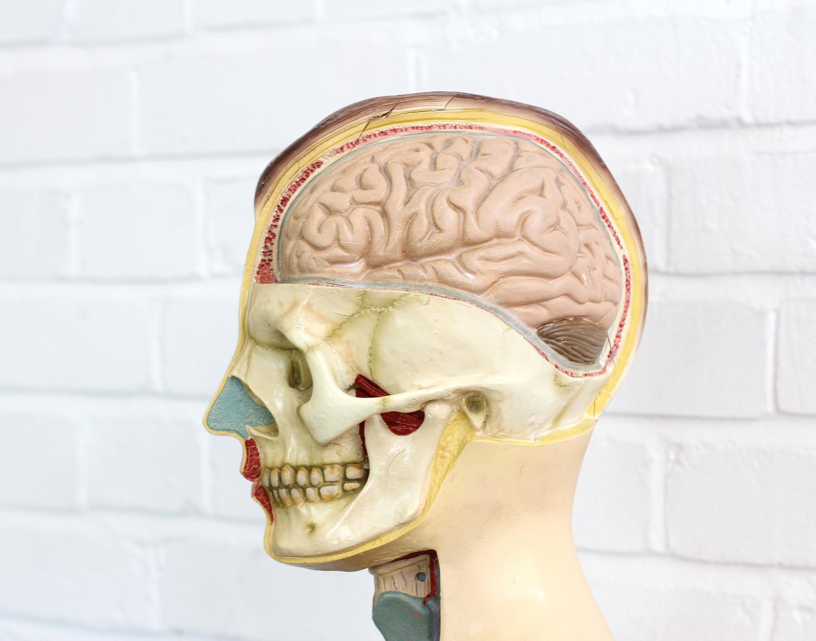 East German Anatomical Model, circa 1950s 7