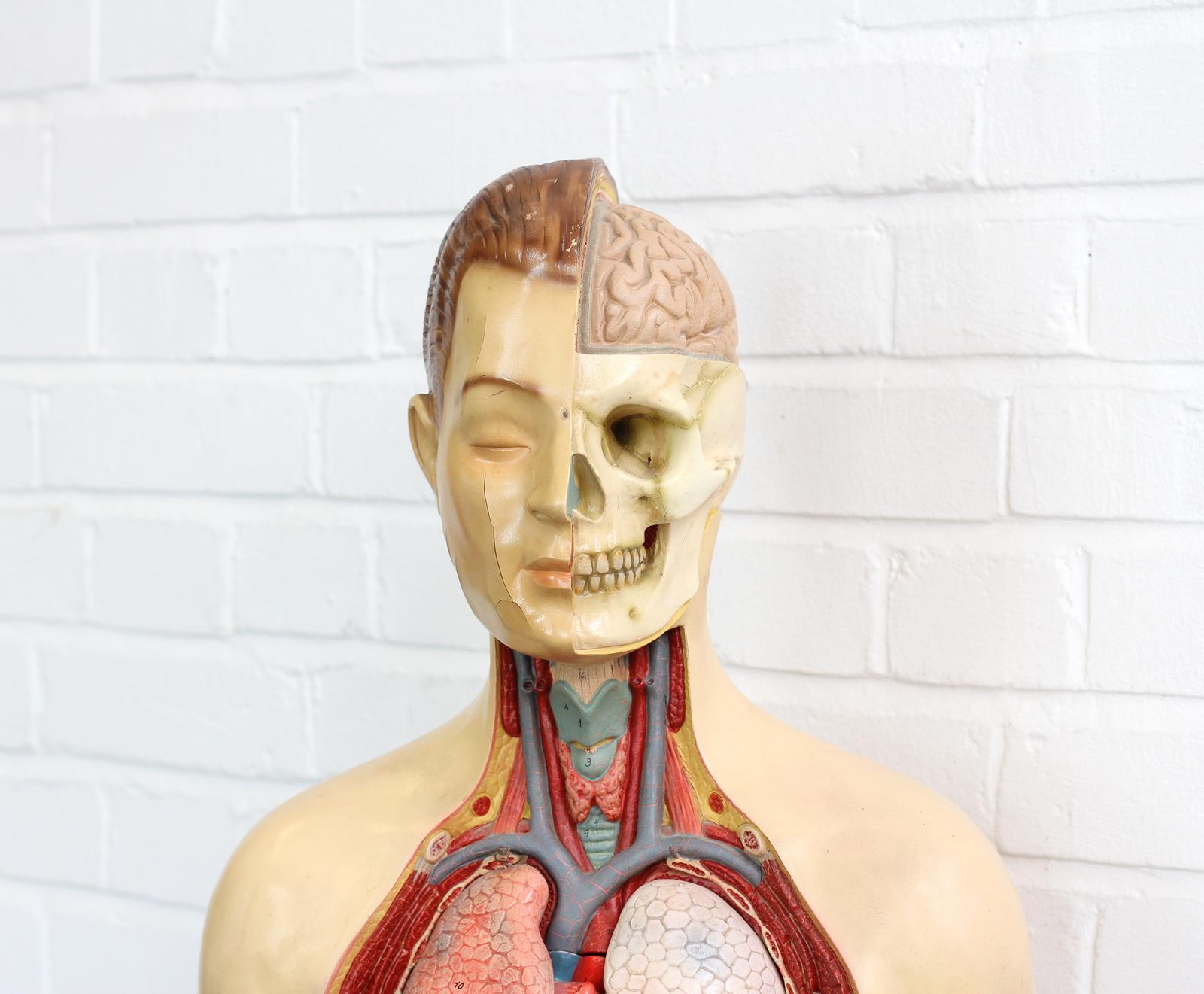 East German anatomical model, circa 1950s.

- Removable organs
- Original makers label
- Wooden base
- The model is made from hand-painted rubberoid
- East German, circa 1950s
- Measures: 37cm wide x 26cm deep x 89cm tall.

Condition