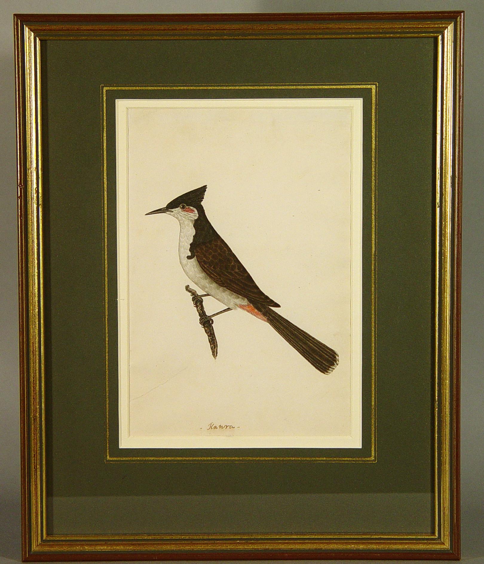 birds of india company paintings