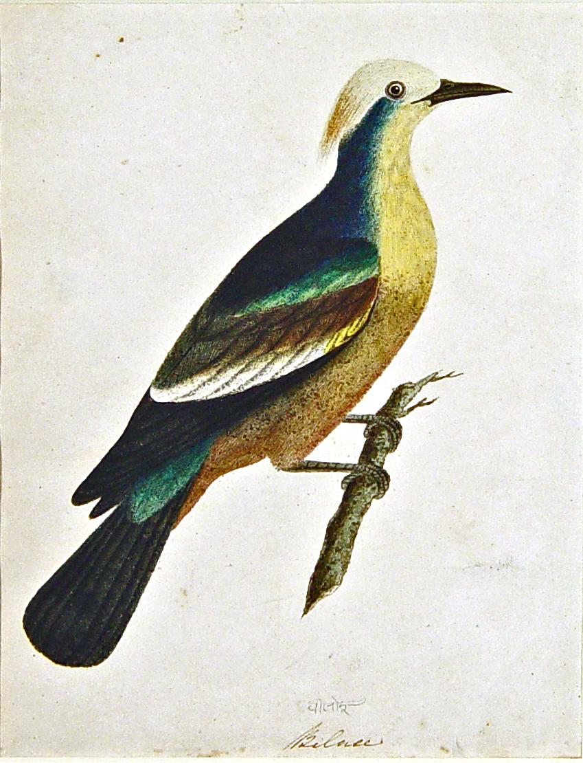 Anglo-Indian East India Company School Pictures of the Birds, India, 18th Century For Sale