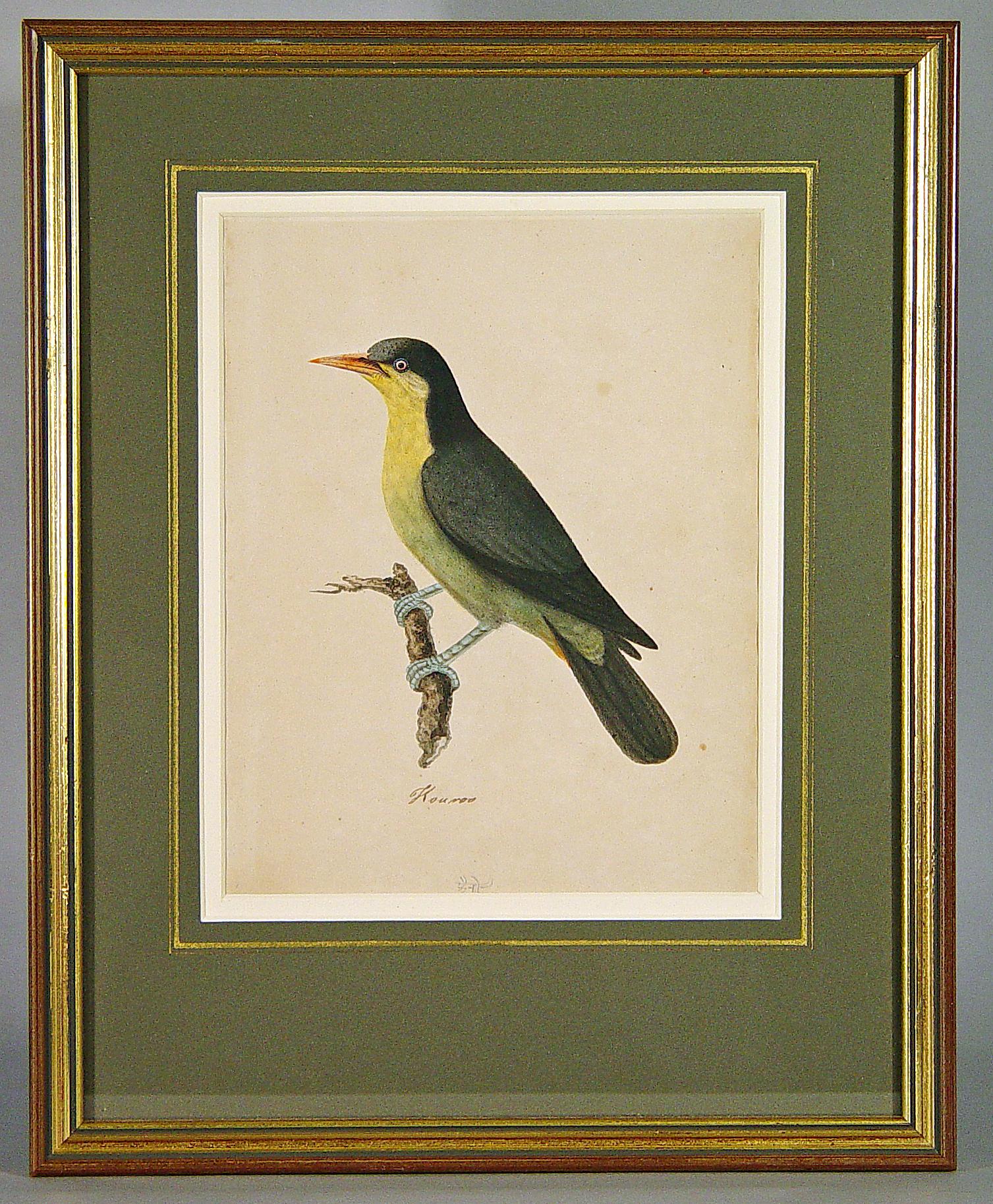 East India Company School Pictures of the Birds, India, 18th Century In Good Condition For Sale In Downingtown, PA