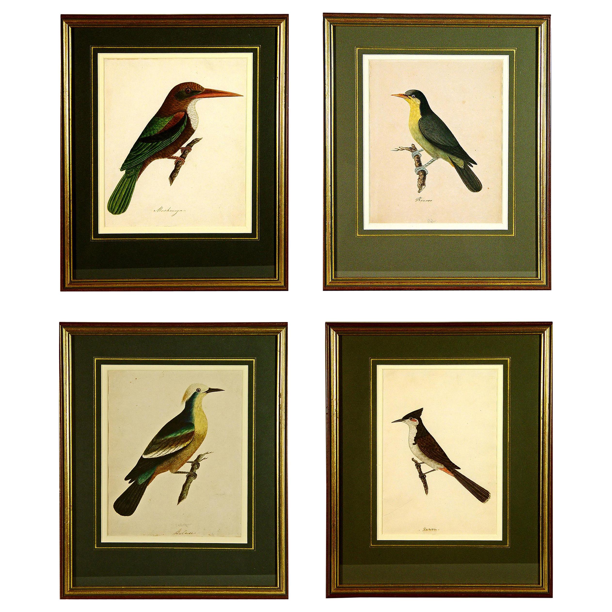 East India Company School Pictures of the Birds, India, 18th Century For Sale