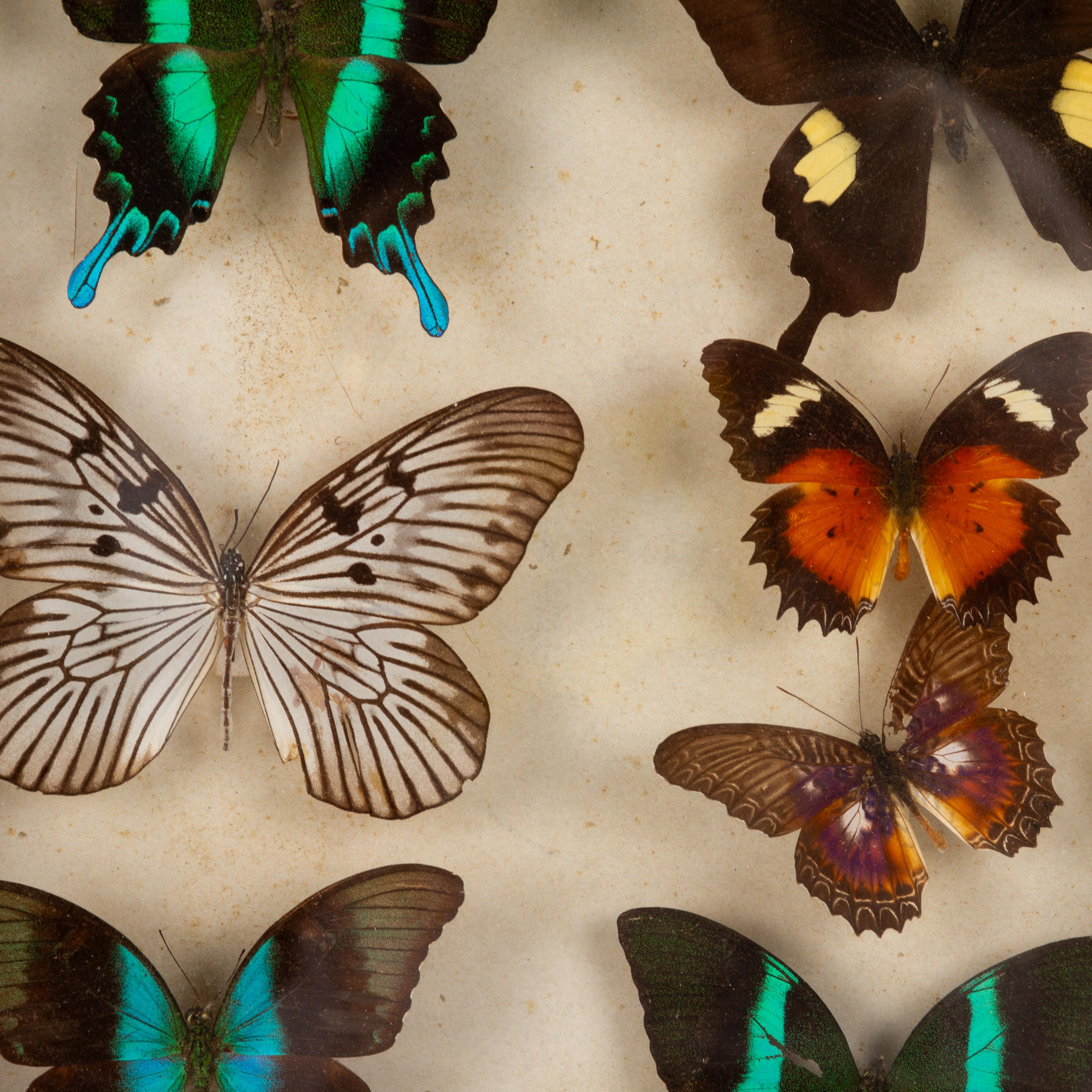 East Indonesian Exotic Butterflies Taxidermy Display Celebes Islands In Good Condition In Nottingham, GB
