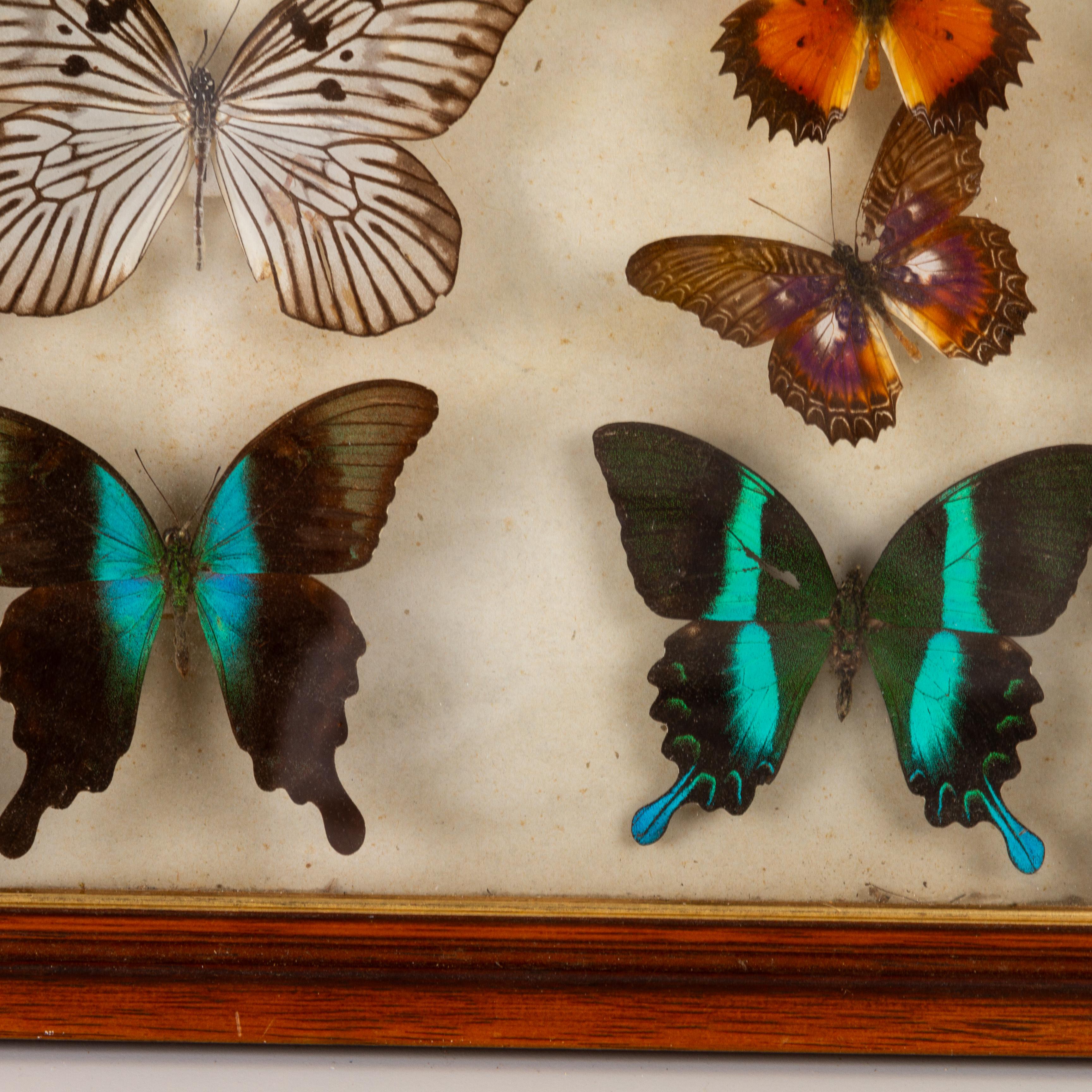 20th Century East Indonesian Exotic Butterflies Taxidermy Display Celebes Islands
