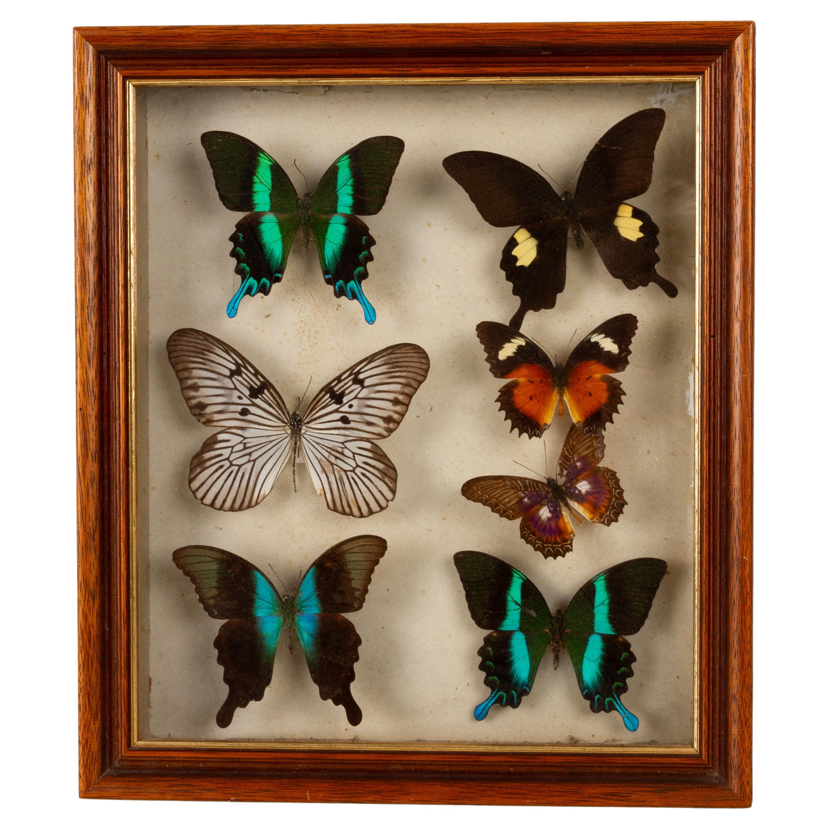 East Indonesian Exotic Butterflies Taxidermy Display Celebes Islands