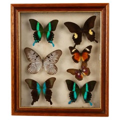 Vintage East Indonesian Exotic Butterflies Taxidermy Display Celebes Islands