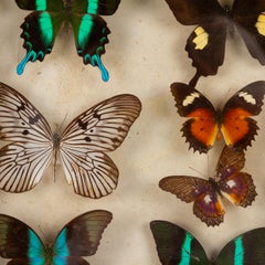 East Indonesian Rare Exotic Butterflies Taxidermy Display Celebes Islands
