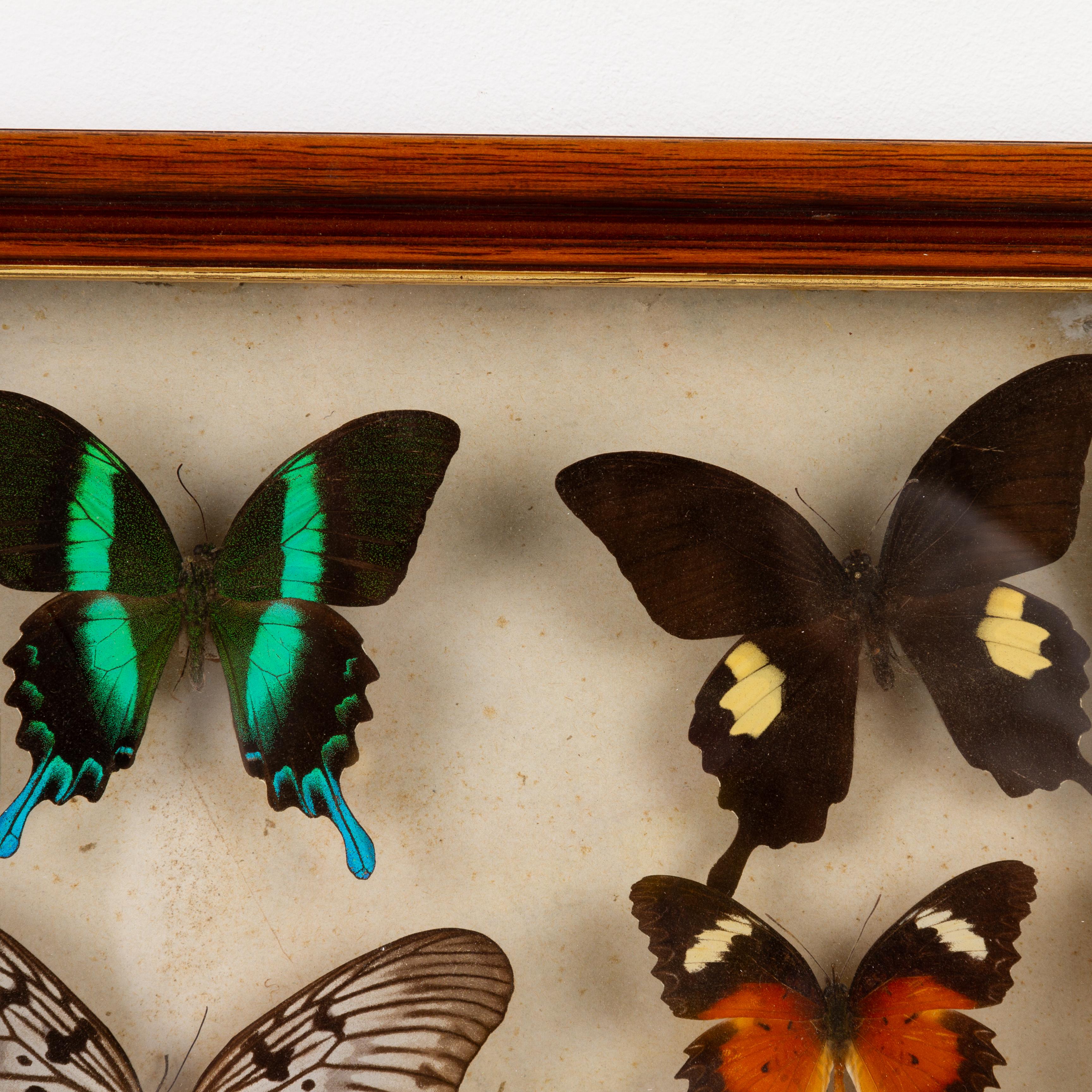Indonesia Oriental Raras Mariposas Exóticas Taxidermia Exposición Islas Célebes siglo XX en venta